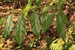 Styrax serrulatus